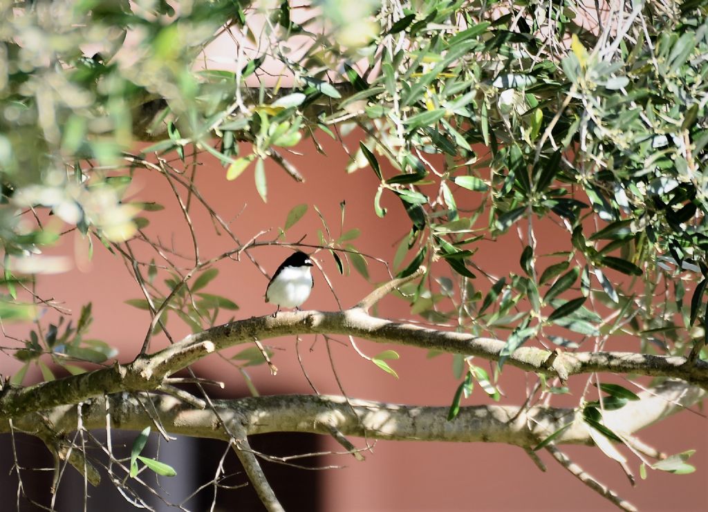 il Birdwatching al tempo del Covid 19